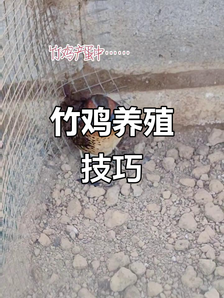 竹鸡养殖与人工繁育技术揭秘