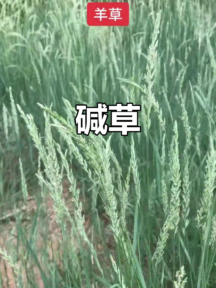 田边常见杂草:羊草