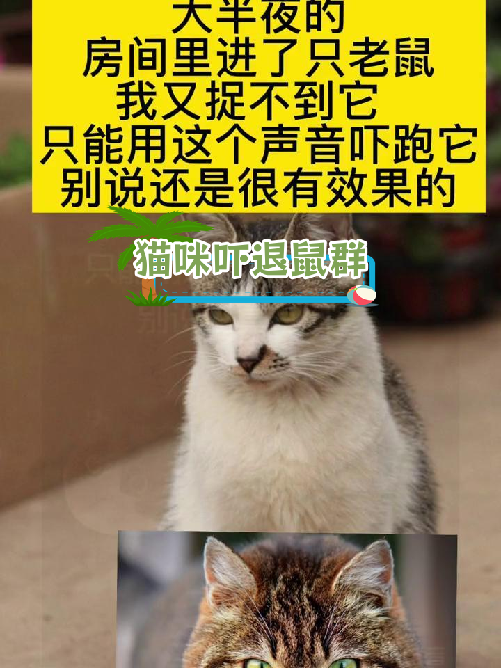 猫叫声有效驱赶老鼠