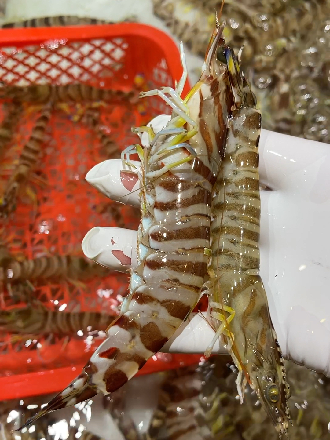 竹节虾与基围虾区分 不要再搞错了