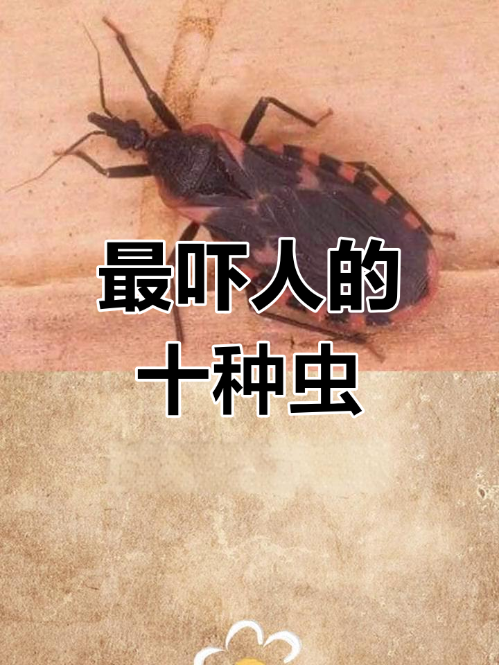 十大最恐怖虫子,最后一种连科学家都不敢碰