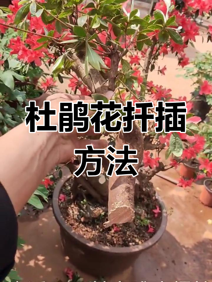 杜鹃花扦插技巧全解析