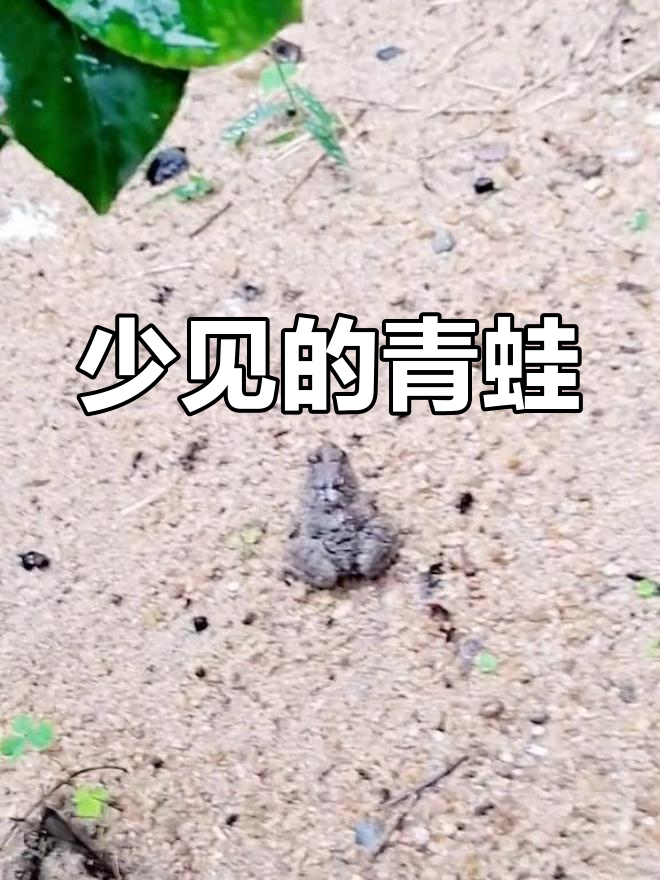 农村罕见小动物,土蛤蟆的记忆重现