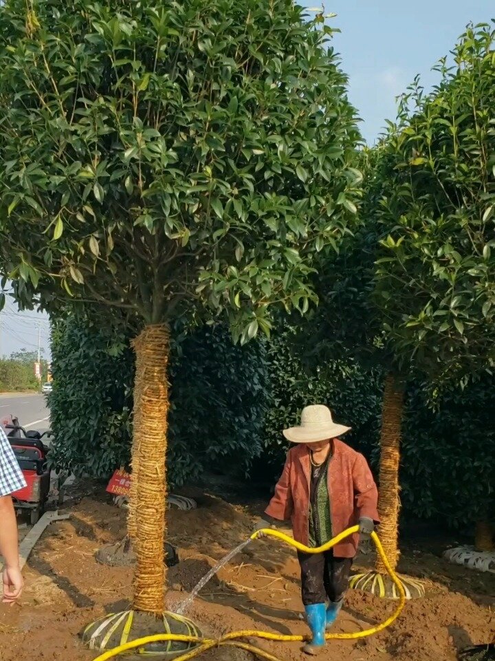 高杆桂花树 四季常青 八月桂花香-度小视