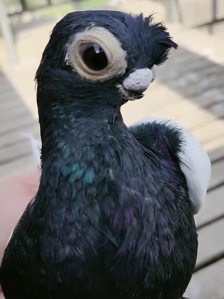 精美短嘴两头乌