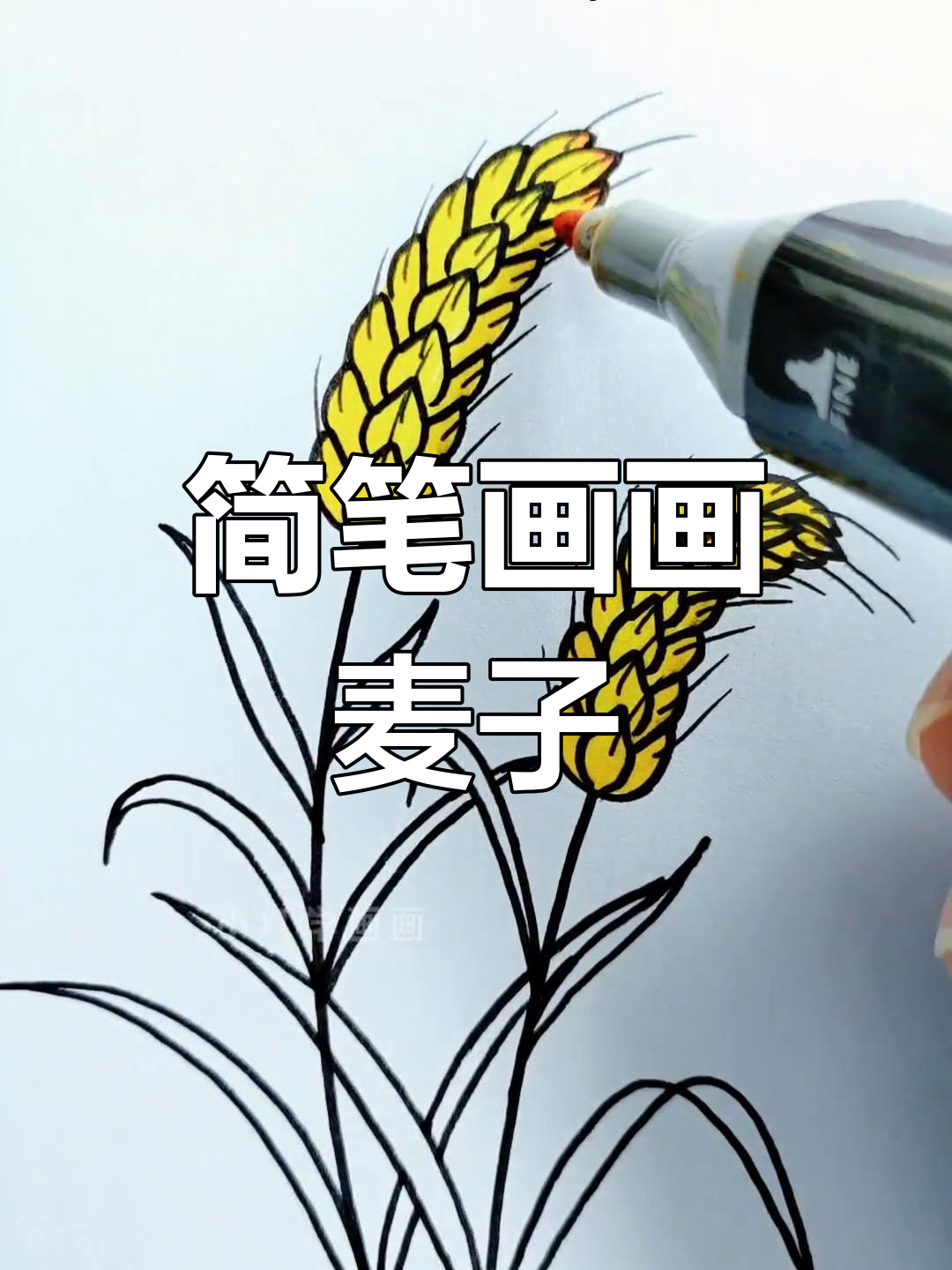 晒麦子简笔画图片