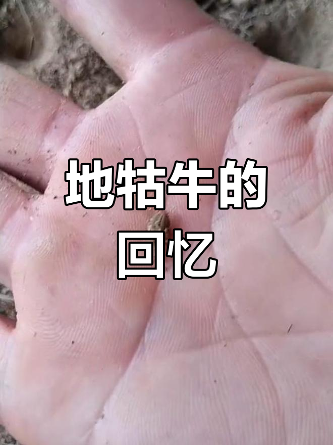 童年记忆中的沙牛