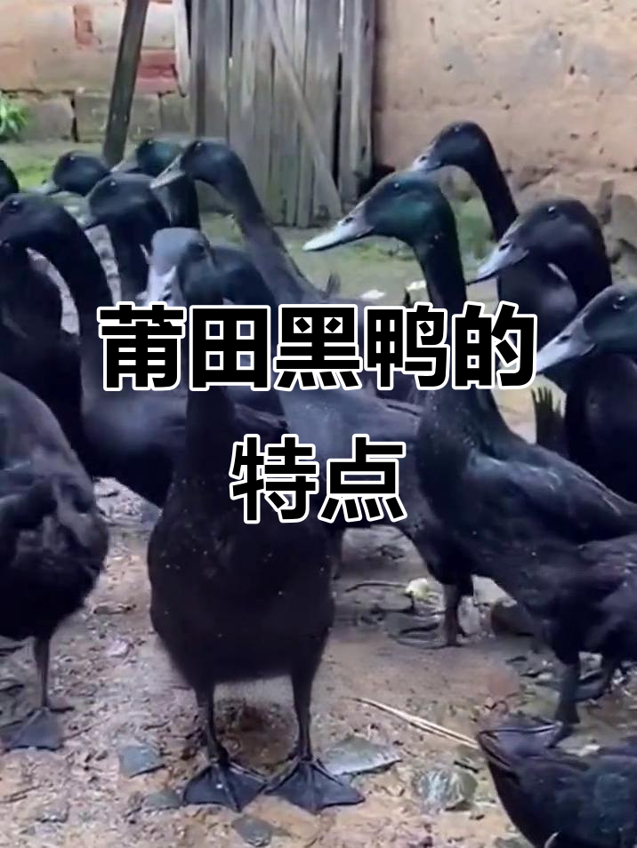 莆田黑鸭:海滩放牧的蛋用型黑色品种,耐热性强