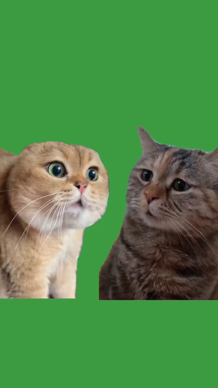 最近很火的,两只猫对话素材