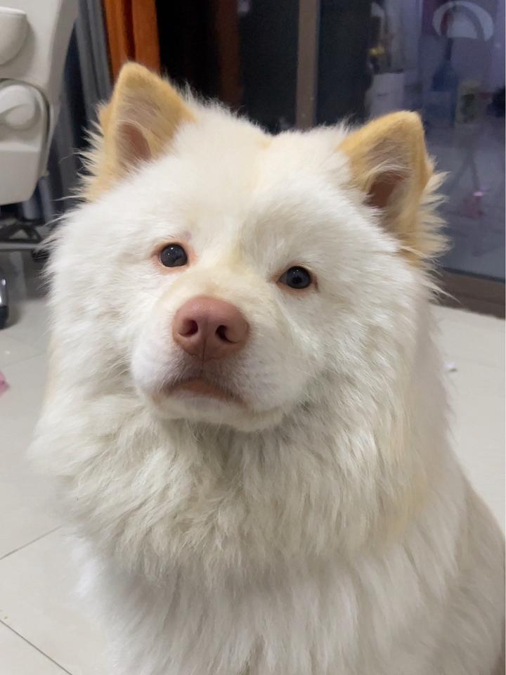 近距离看看猪鼻子吧,土松犬狗狗白土松中华田园犬