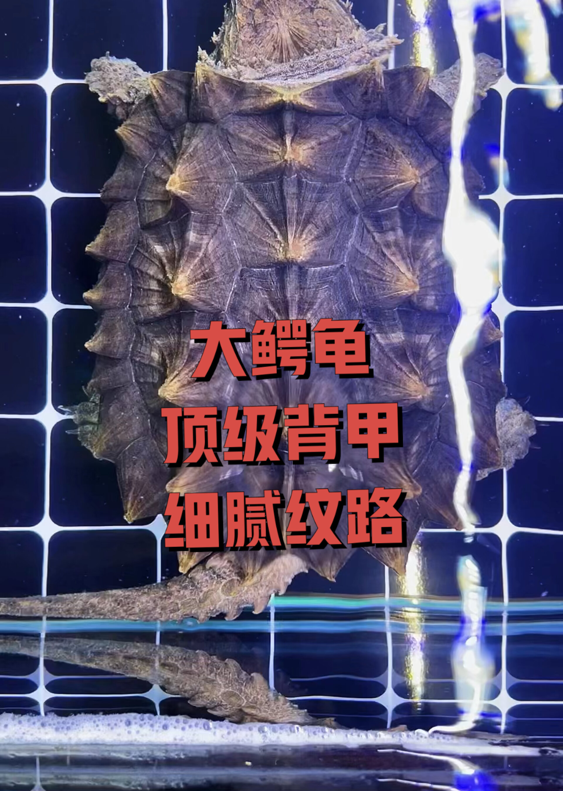 大鳄龟惩罚者顶级背甲超细腻纹路