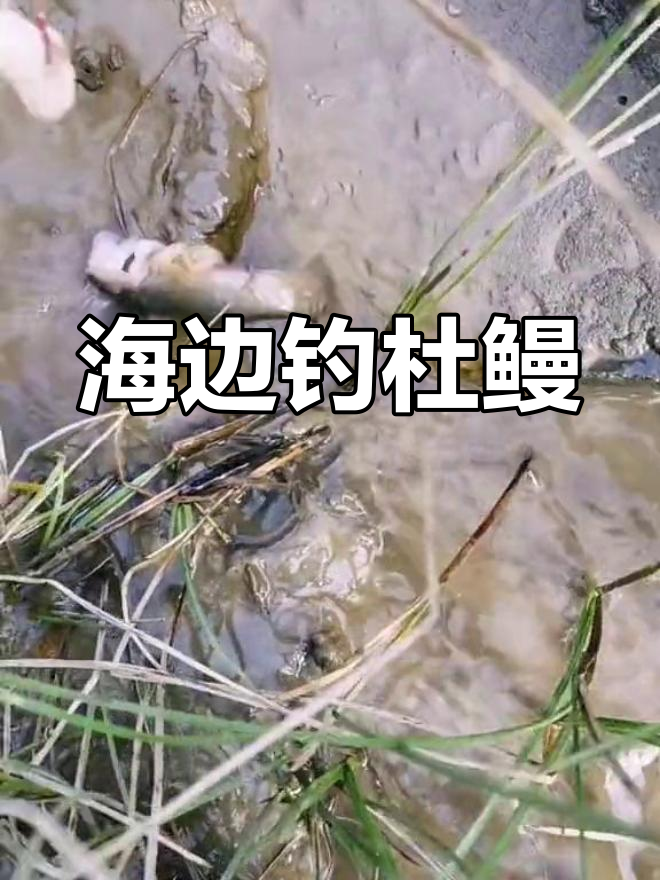 杭州湾滩涂钓鱼,野生杜鳗与蟹虎鱼