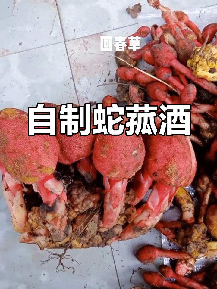 深山奇草:蛇菰酒的独特配方