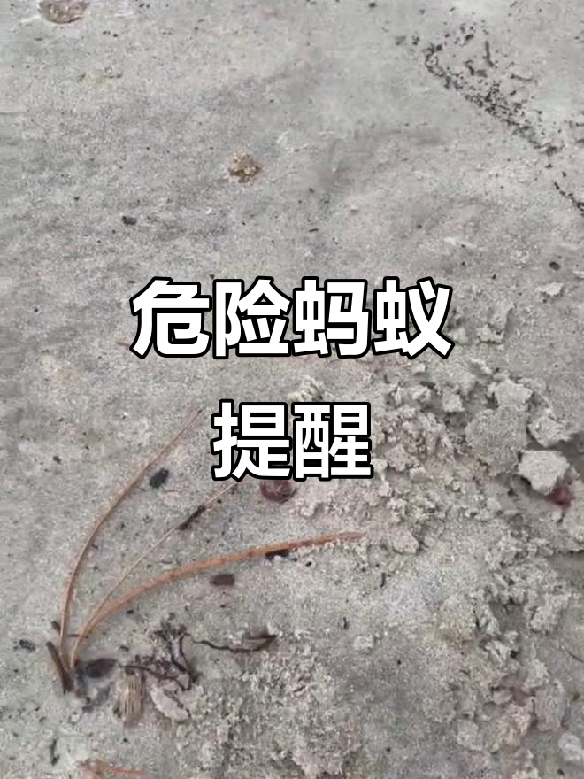这种蚂蚁咬人剧痛,过敏者可能致命