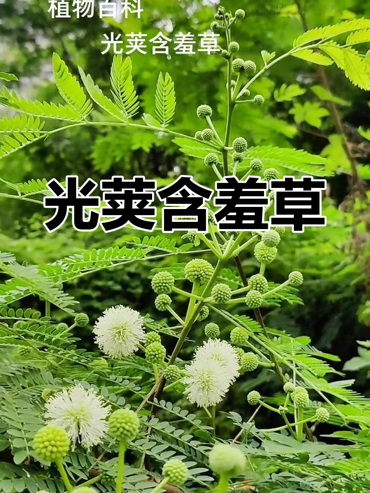 光荚含羞草,高达6米,原产热带美洲