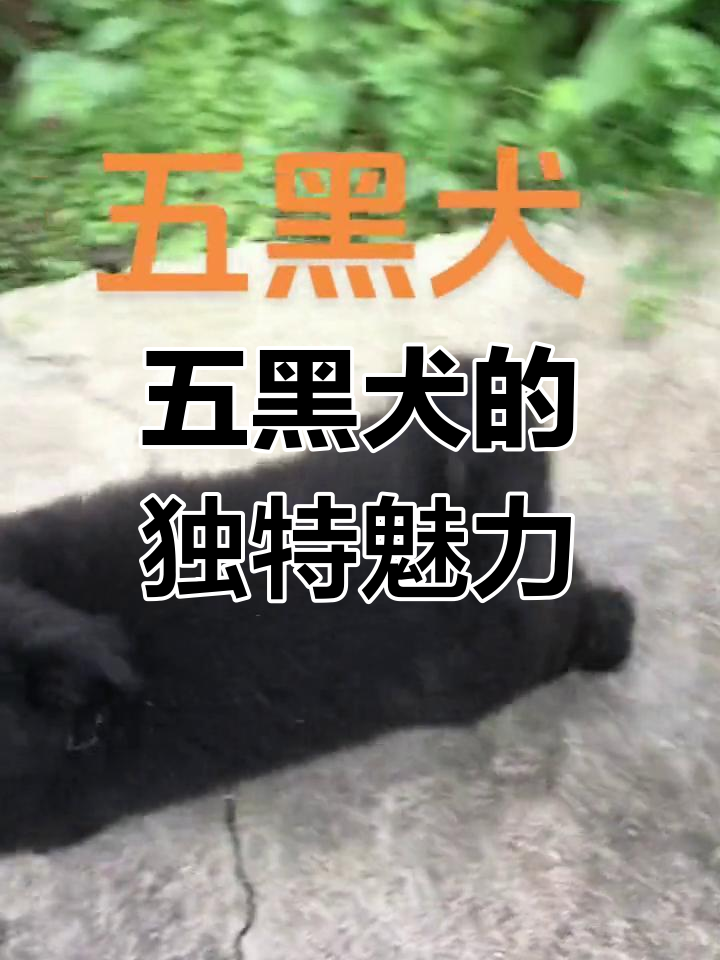 五黑犬属于什么品种图片