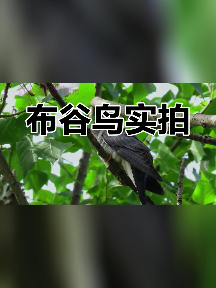 布谷鸟的叫声与模样,如此熟悉