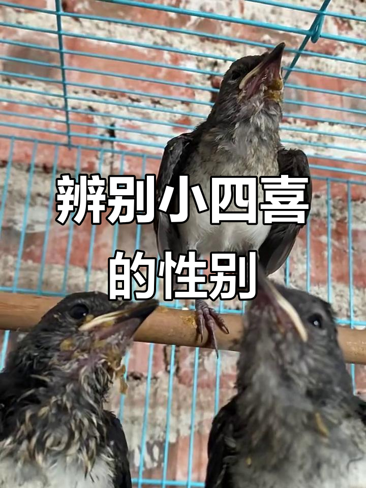 小四喜帮忙分辨公母,结果竟然这样!