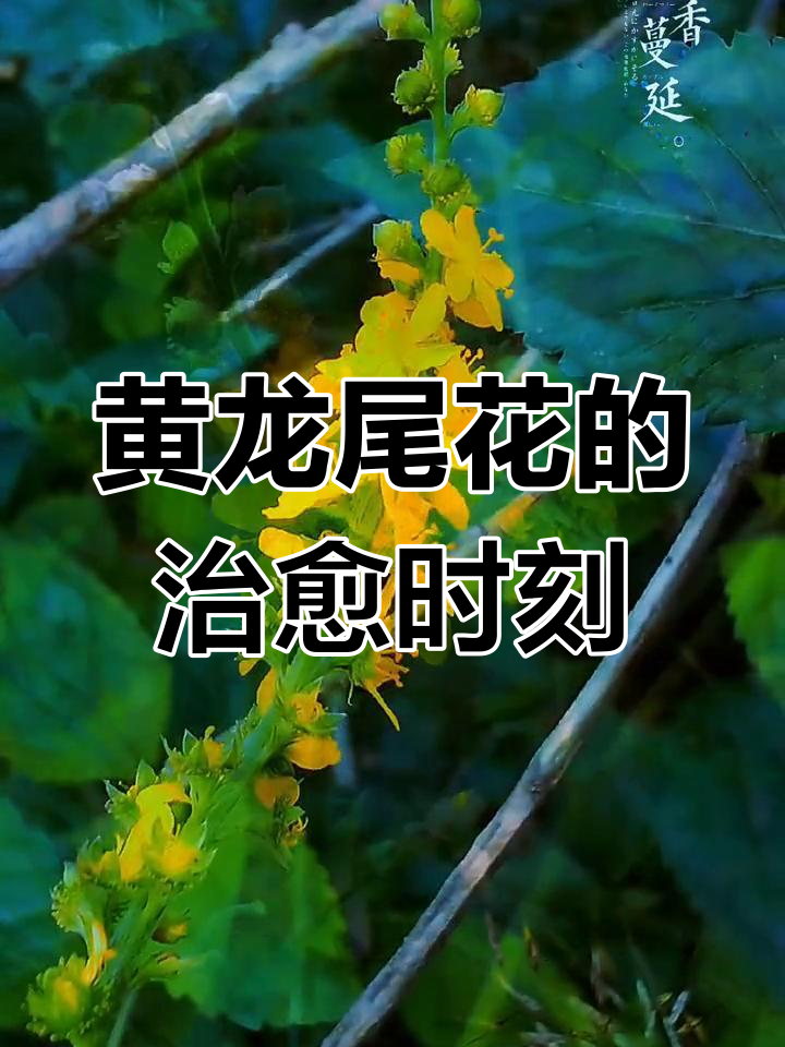 路边黄龙尾花,生活中的小确幸