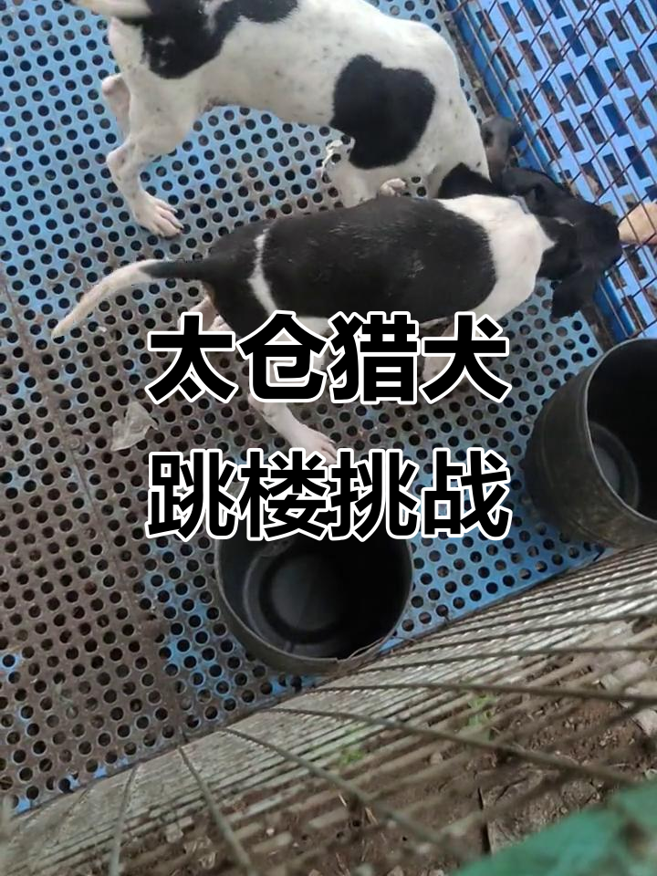 中大体太仓猎犬勇闯高楼,跳楼假动作惊险连连