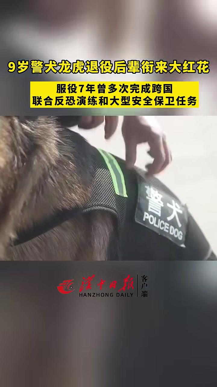 近日,云南蛮耗边境检查站,9岁的 警犬龙虎光荣退役.