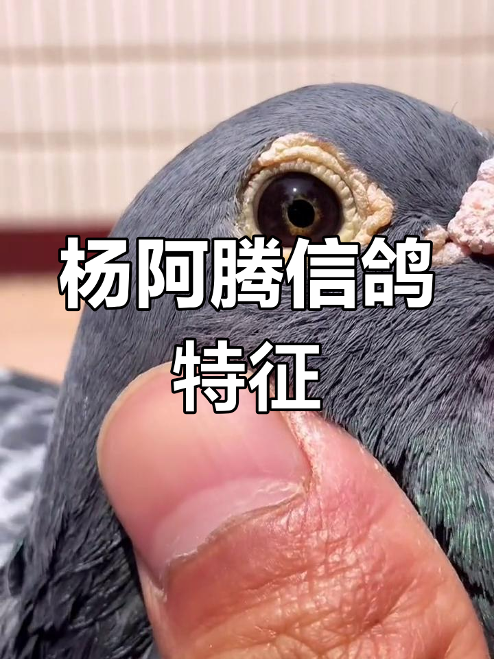 杨阿腾赛鸽体型与飞行性能分析