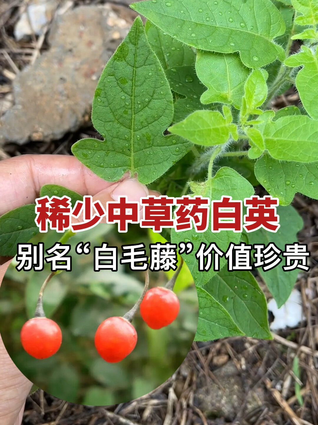 白吹风藤功效及图片图片