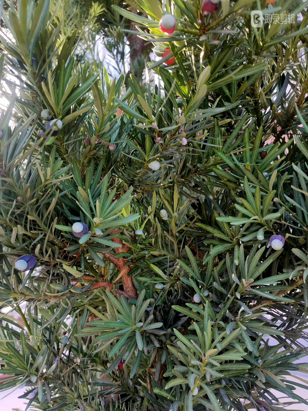 罗汉松有青果紫果红果