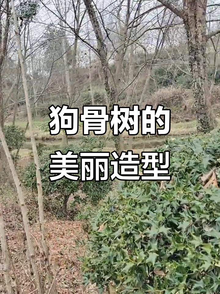造型狗骨树,独特魅力尽显