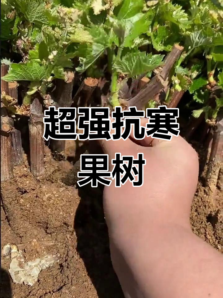 通便果树图片