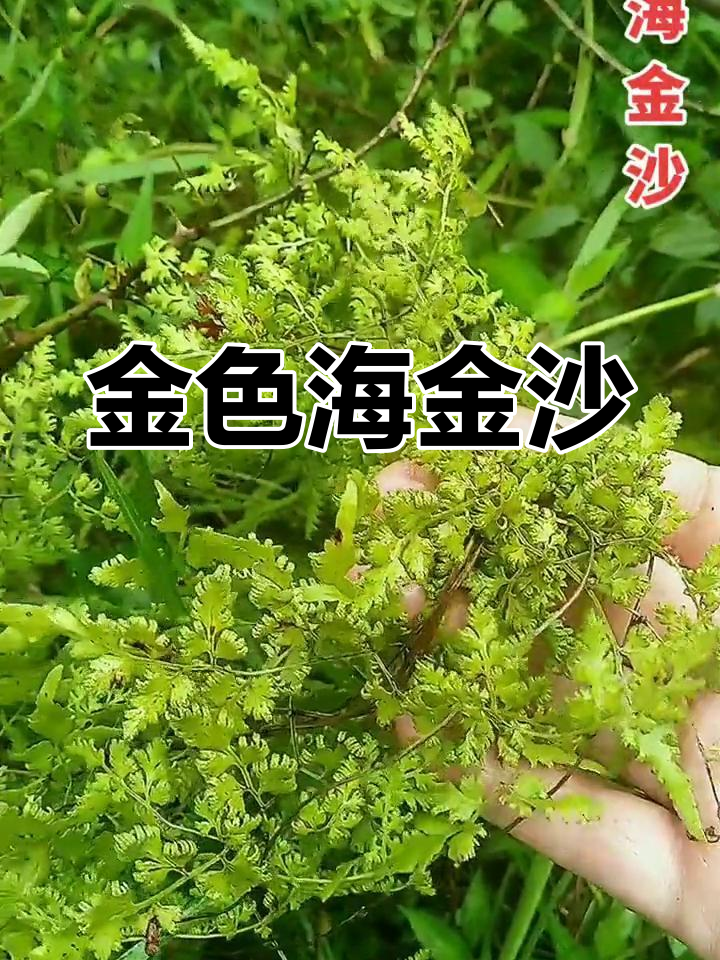 海金沙,陆地攀援植物,金色孢子如沙滩般迷人