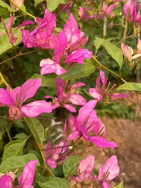 红樱蝶三角梅,勤花漂亮而且软枝