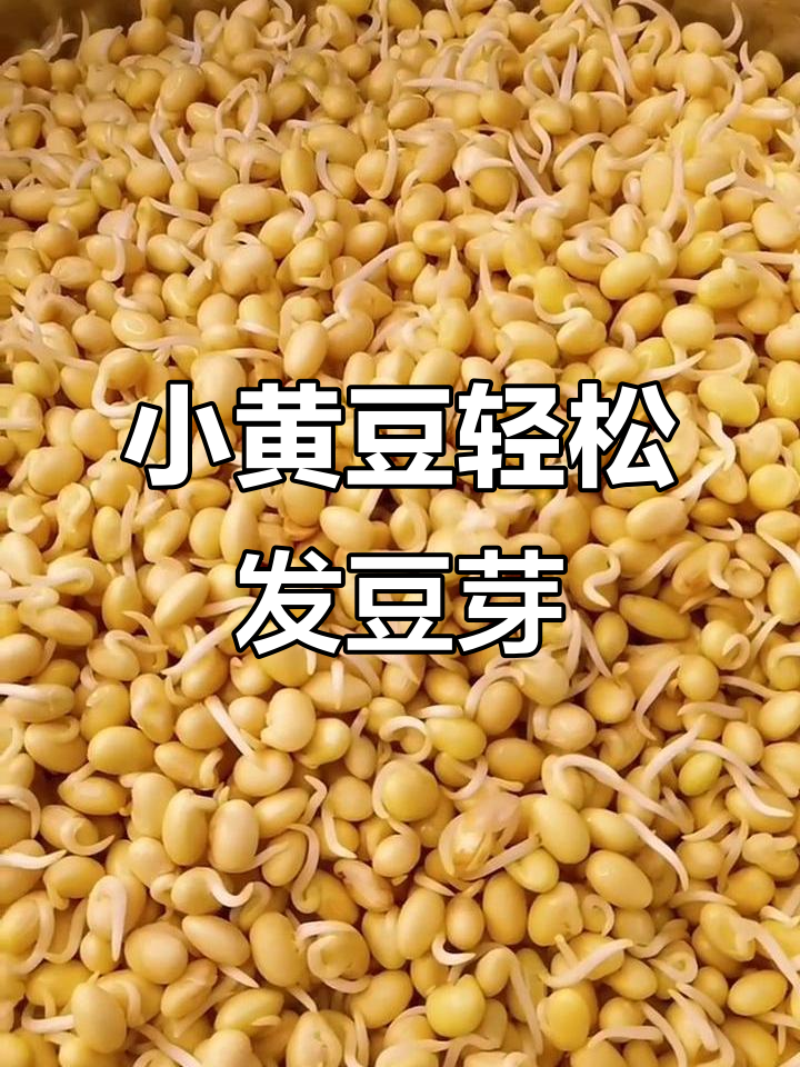 东北小粒黄豆生豆芽,出芽率超高!