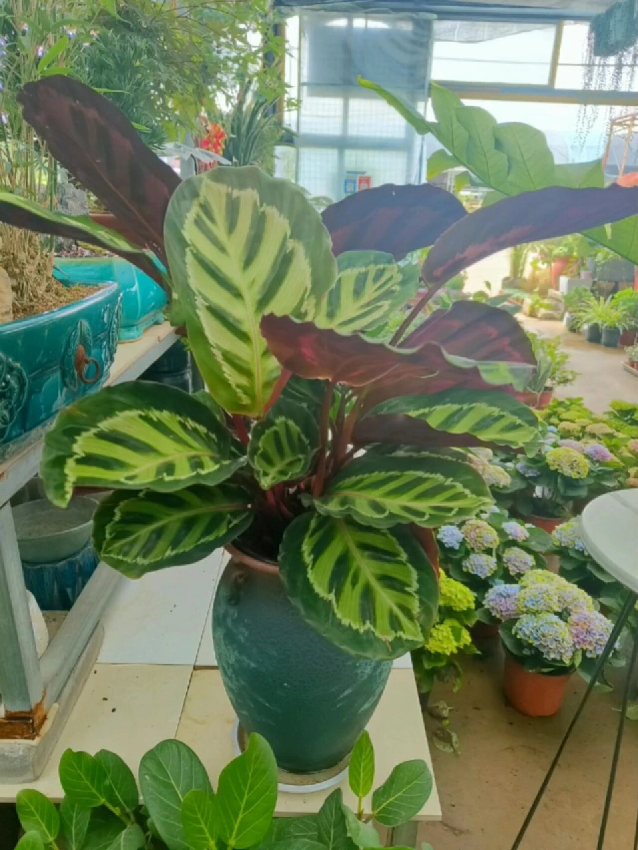 ins风植物|美丽竹芋