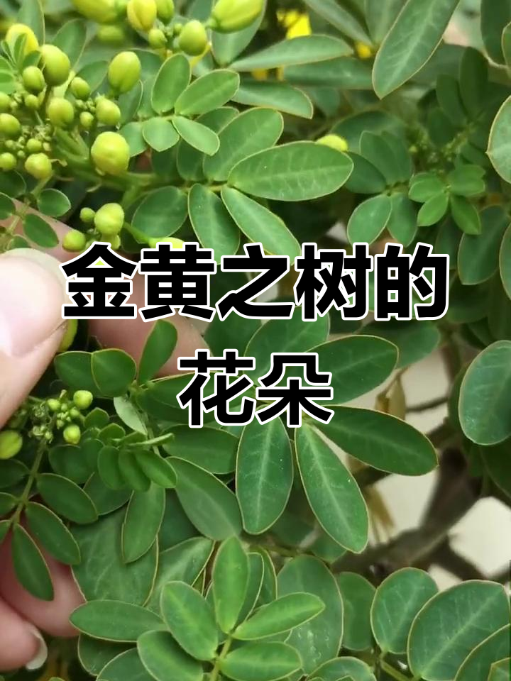 黄金树:如金蝶般绽放,美丽与财富的象征