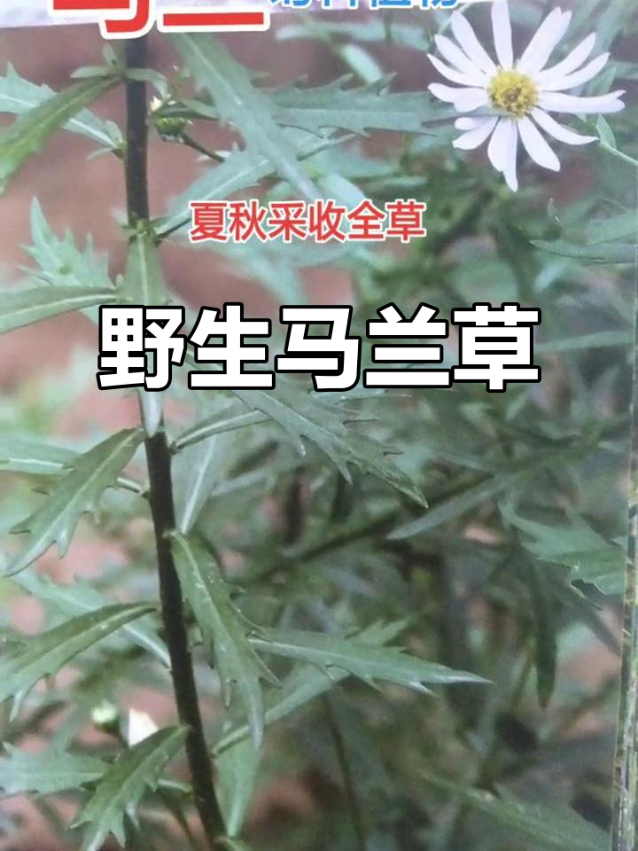 9月马兰草,夏秋采摘入药,野生路旁田野