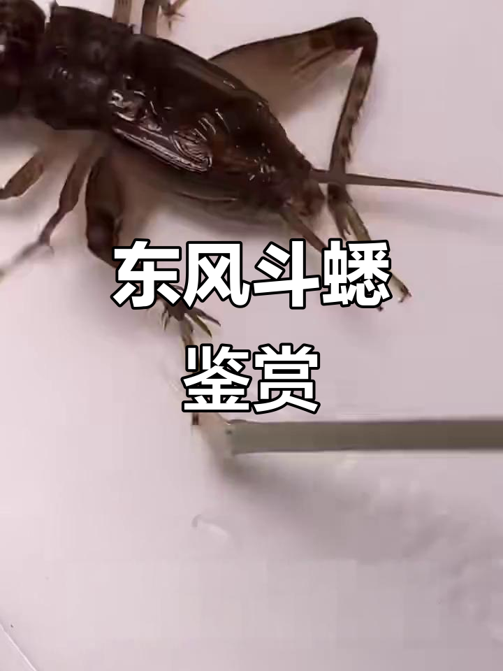 中华蟋蟀东风斗口大赏,冬版白虫精彩纷呈