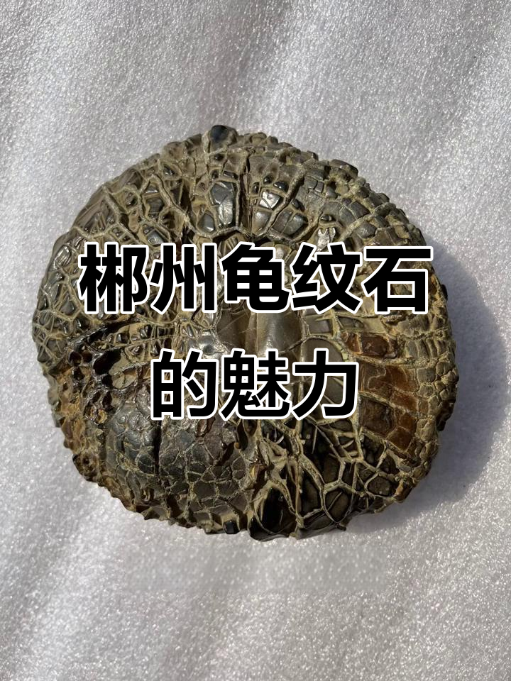 郴州龟纹石:纹理,色彩与形状的完美结合