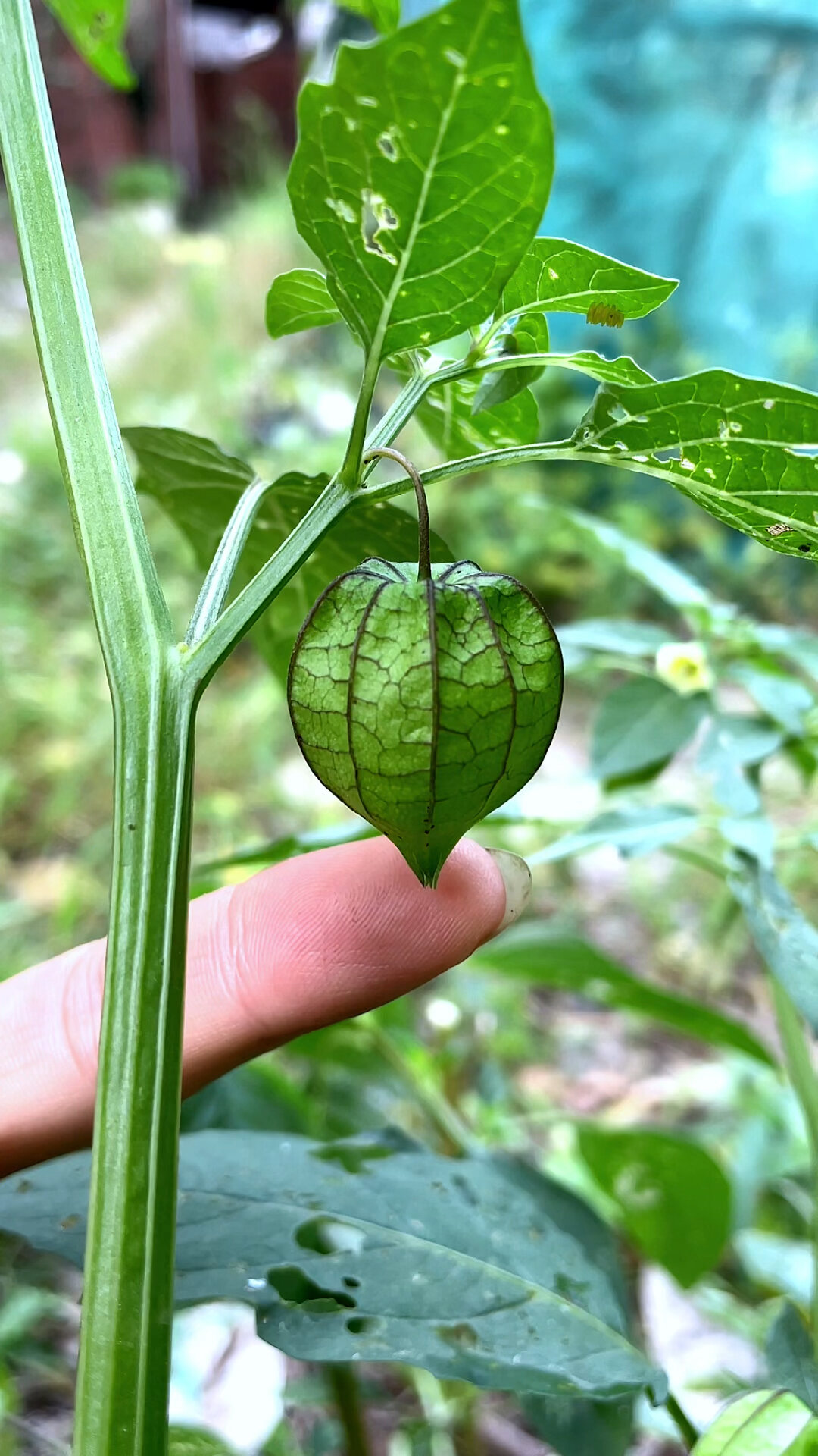 农村的灯笼草,学名苦蘵