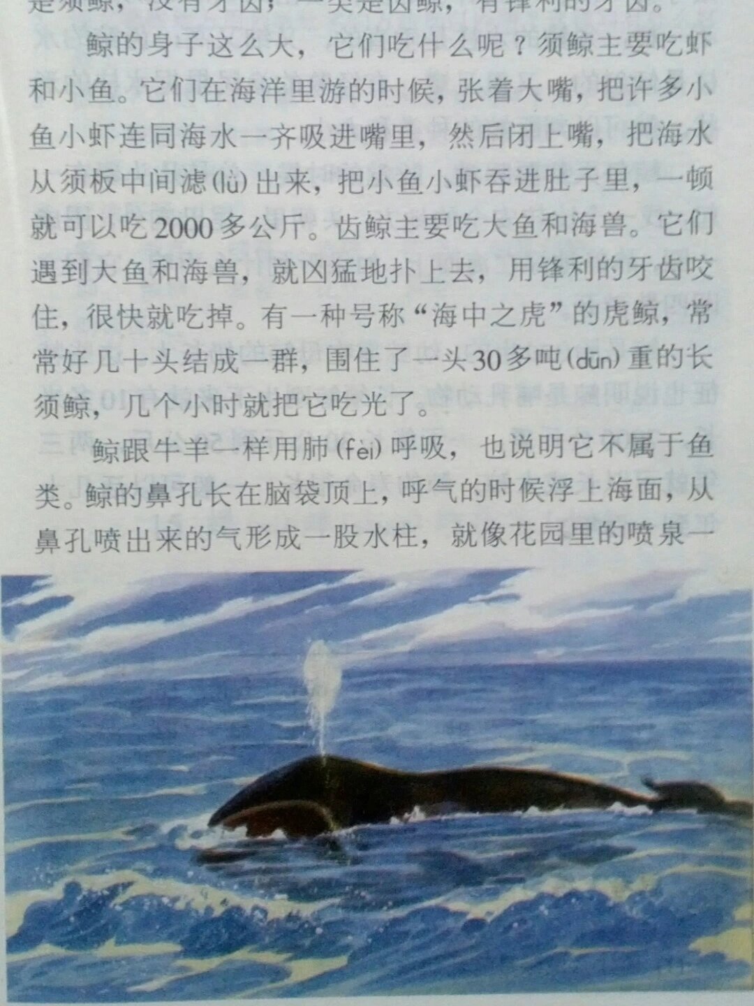 8090后小学语文课文《鲸》