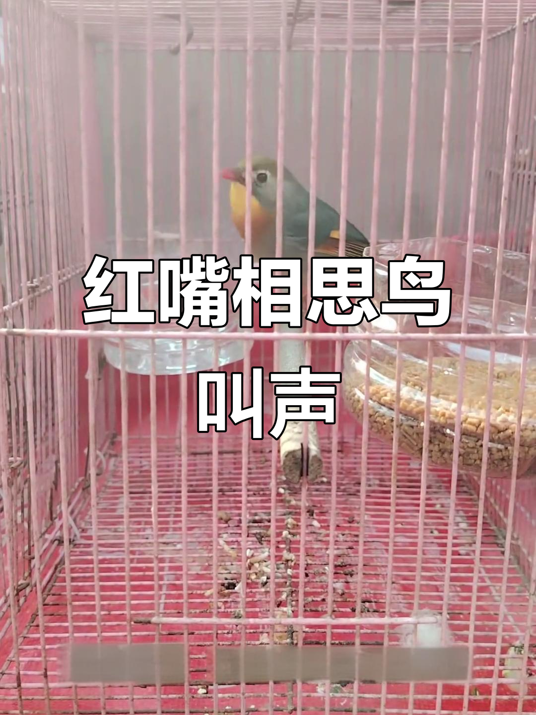 红嘴相思鸟的独特叫声,你听过吗?