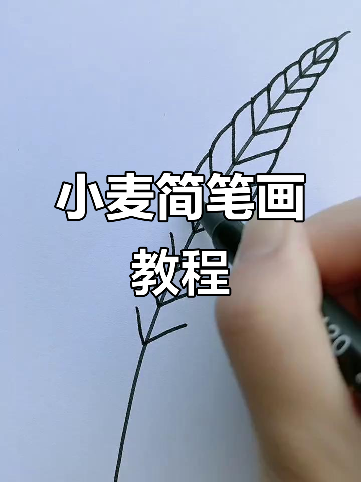 轻松学会画小麦,简单又有趣