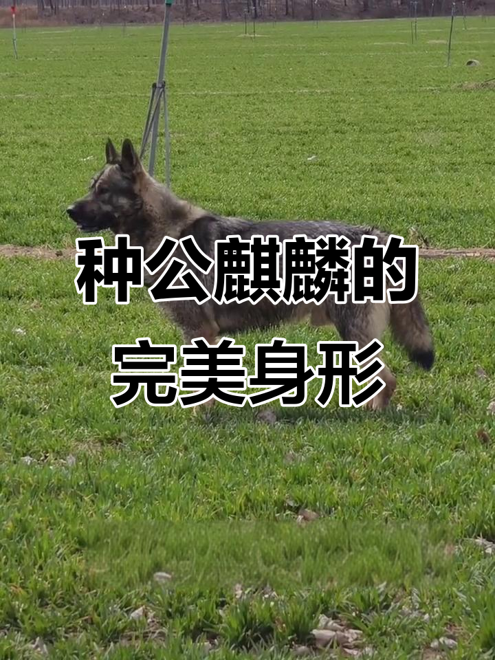 完美头版,麒麟种公犬展示迷人身材