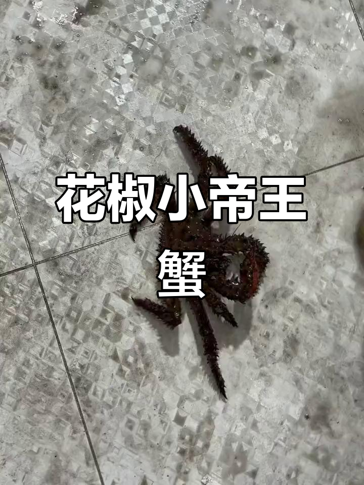 小帝王蟹,花椒味十足!肉质鲜嫩细腻