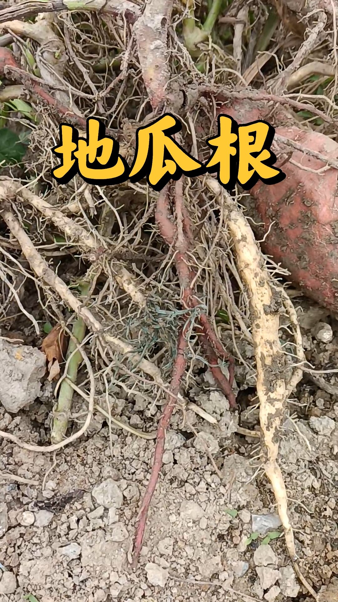 地瓜根,它细根入药.味苦涩,性凉.归脾肾