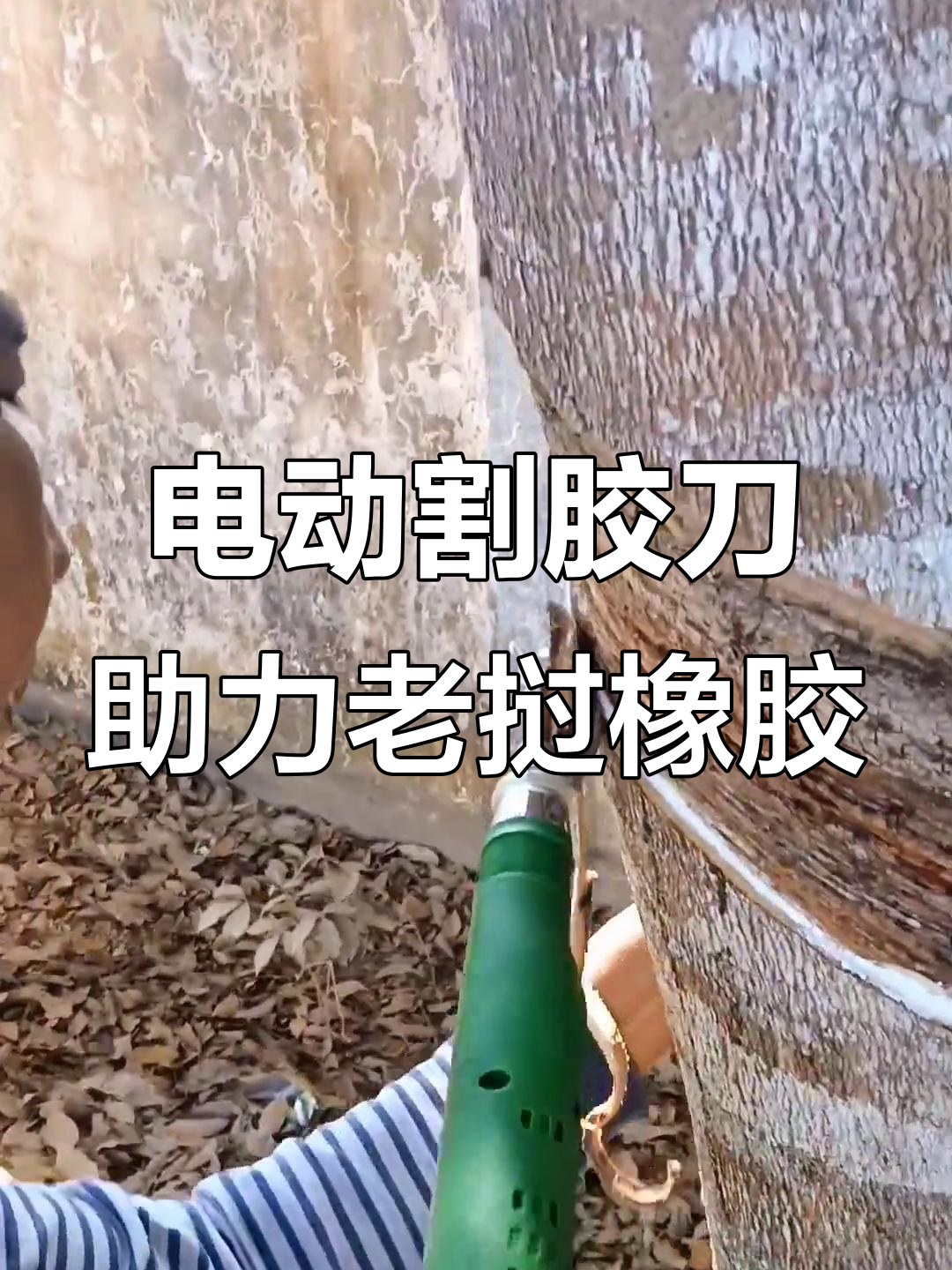 老挝琅勃拉邦南巴基地电动割胶刀助力橡胶发展