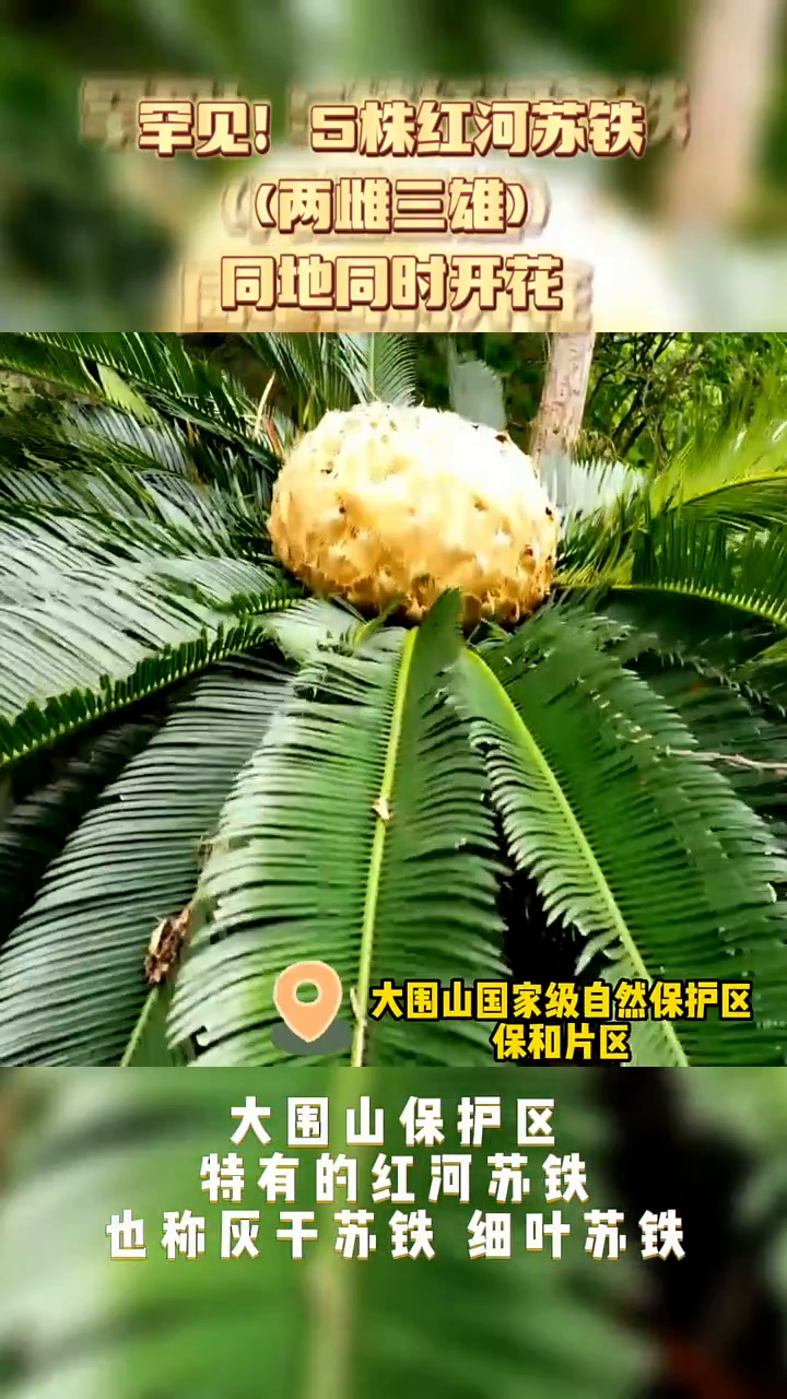 罕见!5株红河苏铁(两雌三雄)同地同时开花
