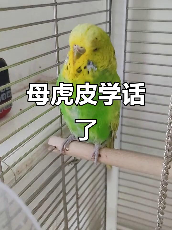 鹦鹉为什么会学人说话答案为什么在线