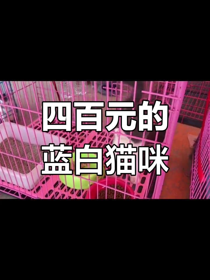 宠物市场蓝白小母猫评测,四百元值不值