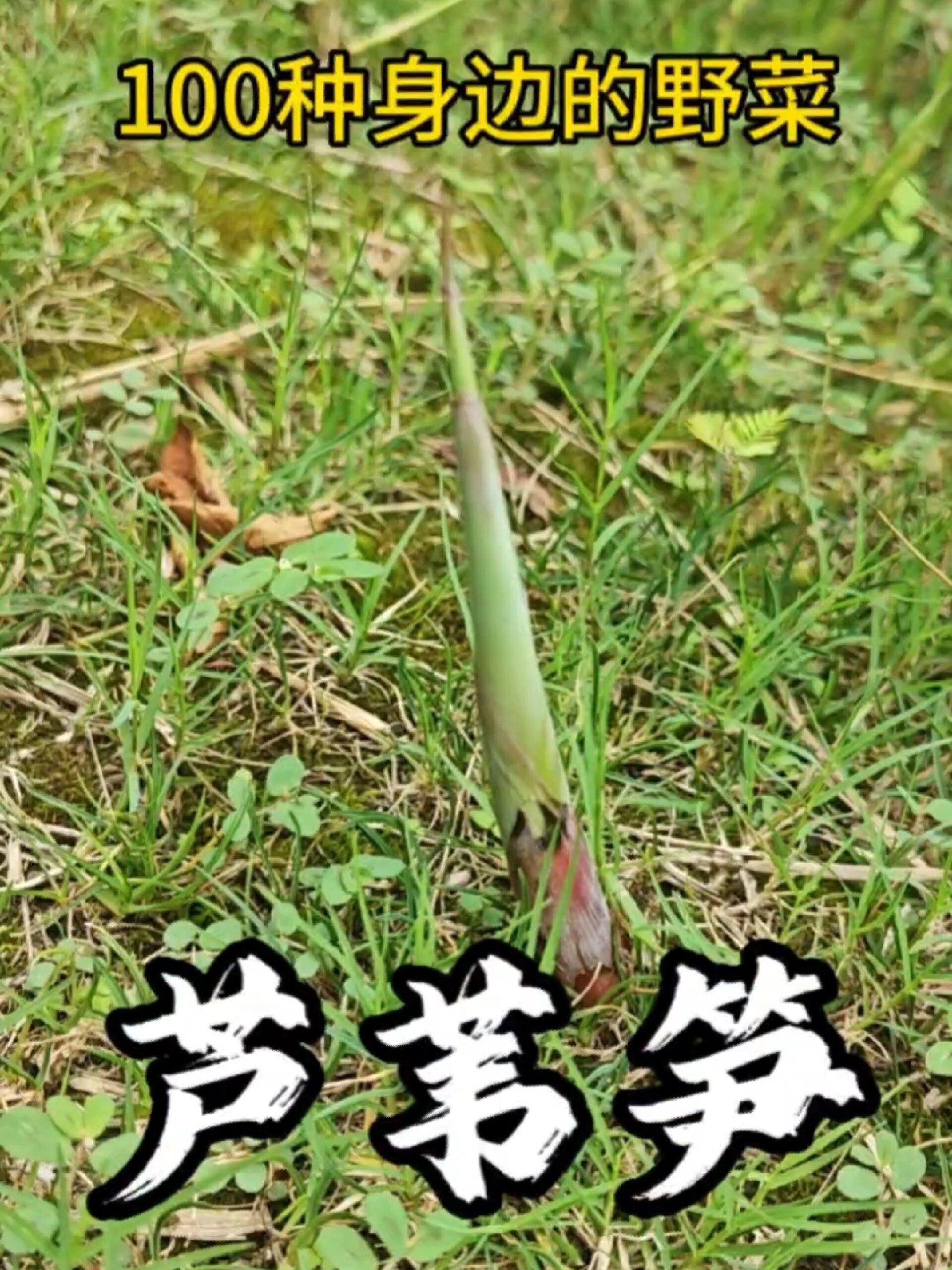 100种身边的野菜